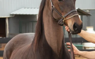 LOT 148 – PLAYMOR’S HEARTS AND TARTS