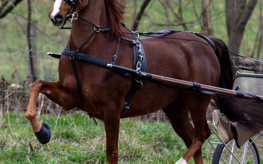 LOT 118 – DYS MISS LILY