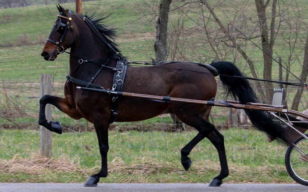 LOT 166 – NTS GOTTA GO