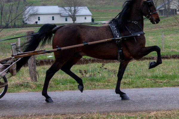 Lot 166 - NTS Gotta Go