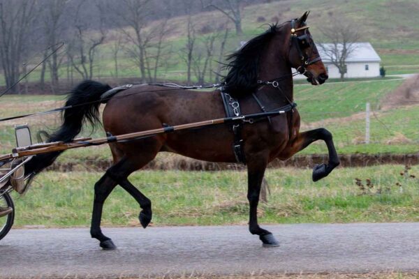 Lot 166 - NTS Gotta Go