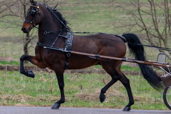 Lot 166 - NTS Gotta Go