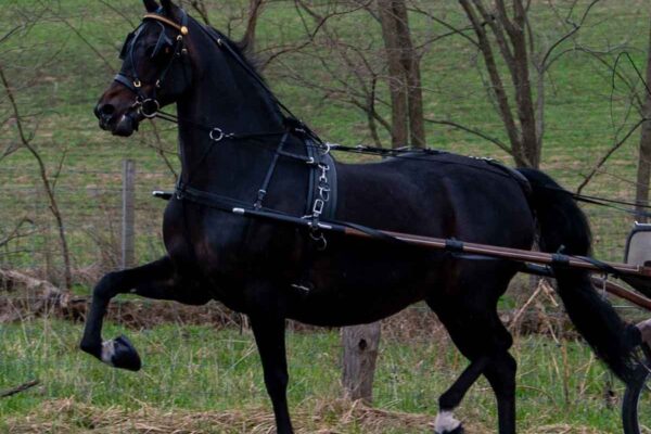 Lot 214 - Bernia's Miss Kayla