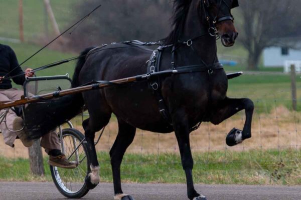 Lot 214 - Bernia's Miss Kayla