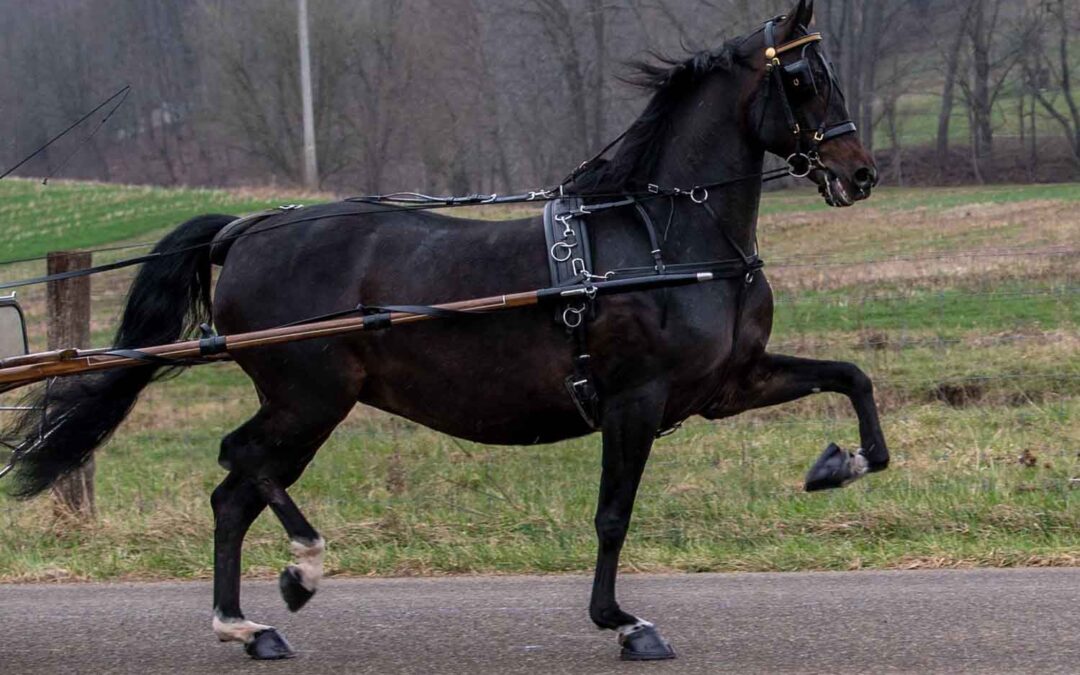 LOT 214 – BERNIAS MISS KAYLA