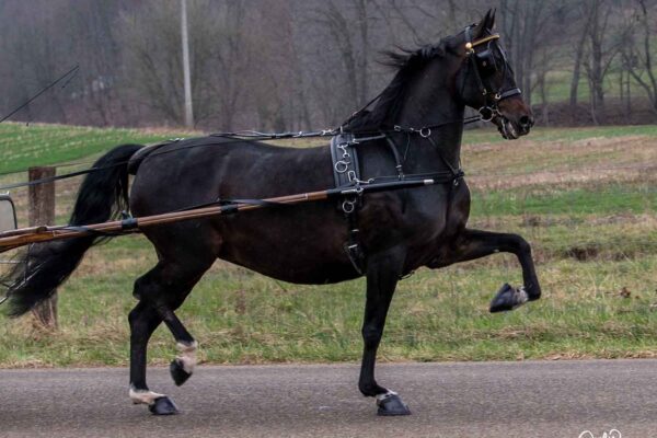 Lot 214 - Bernia's Miss Kayla