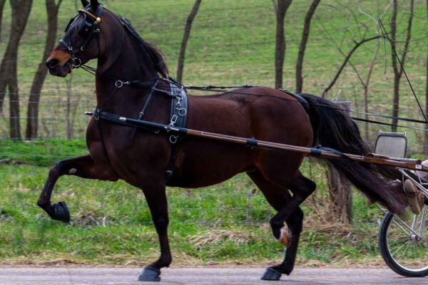 Lot 265 - The Missing Ace