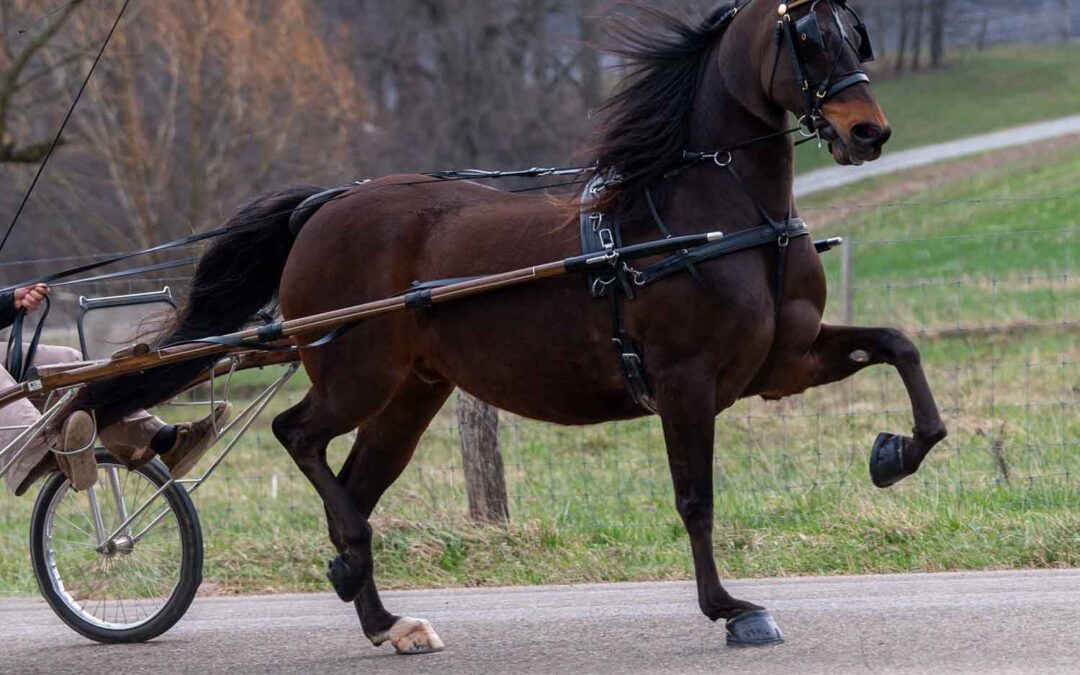 LOT 265 – THE MISSING ACE