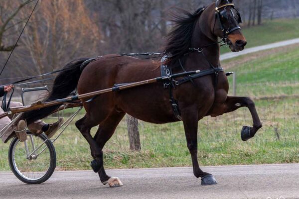 Lot 265 - The Missing Ace