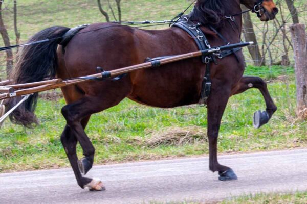 Lot 265 - The Missing Ace