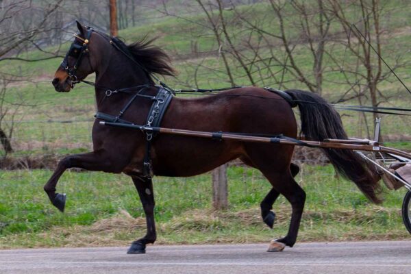 Lot 265 - The Missing Ace